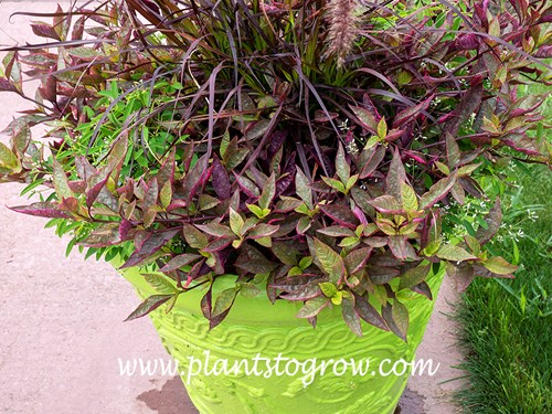 Brazilian red Hots Alternanthera (Alternanthera)